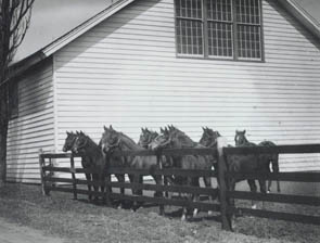 Thompson Park Barn with horses in the paddock Thompson Park Barn with horses in the paddock